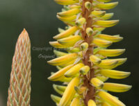 Aloe Blossoms | Arizona | Fine Art Photography | Nature