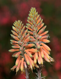 Aloe Blossoms | Arizona | Fine Art Photography | Nature