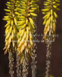 Aloe Blossoms | Arizona | Fine Art Photography | Nature