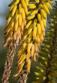 Aloe Blossoms | Arizona | Fine Art Photography | Nature