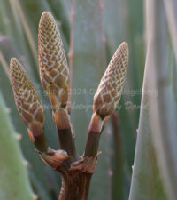 Aloe Buds | Arizona | Fine Art Photography | Nature