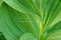 Raindrops | Corn Lily | Colorado | Fine Art Photography | Nature