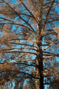 Dead Pine Tree | Arizona | Fine Art Photography | Nature