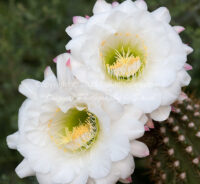 Echinopsis Cactus Blossoms | Arizona | Fine Art Photography | Nature