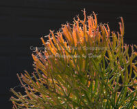 Firestick Cactus | Arizona | Fine Art Photography | Nature