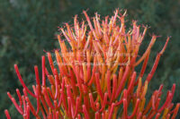 Firestick Cactus | Arizona | Fine Art Photography | Nature