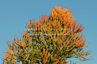 Firestick Cactus | Arizona | Fine Art Photography | Nature