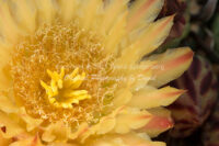 Fishhook Cactus Blossom | Arizona | Fine Art Photography | Nature