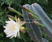 Night-Blooming Cereus Cactus Blossom | Arizona | Fine Art Photography | Nature