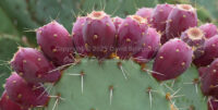 Prickly Pear Cactus Fruit | Arizona | Fine Art Photography | Nature