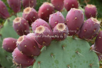 Prickly Pear Cactus Fruit | Arizona | Fine Art Photography | Nature