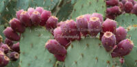 Prickly Pear Cactus Fruit | Arizona | Fine Art Photography | Nature