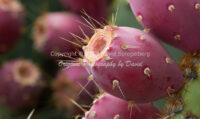 Prickly Pear Cactus Fruit | Arizona | Fine Art Photography | Nature
