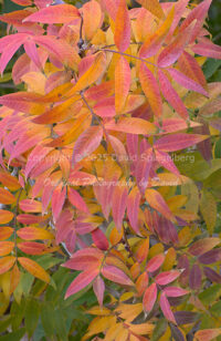 Red Push Pistache Tree Leaves | Arizona | Fine Art Photography | Nature