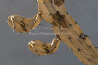 Dead Cactus | Arizona | Fine Art Photography | Nature